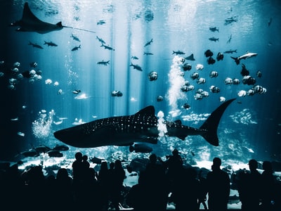 在水下博物馆里，一群人站在蓝鲸的前面